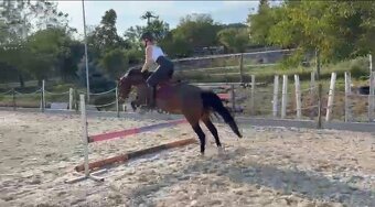 Kobylka Wesh part-bred - 4