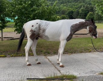 Mladý valach atraktívnej farby - 4