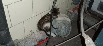 DARUJEME koťátka, koťátko, kotě, kocourka, kočičku - 4