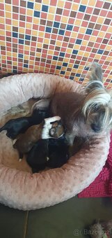 Roztomilý chlupáček - 4