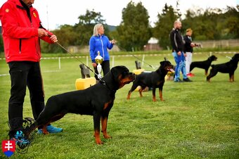 Rottweiler s PP Rotvajler s PP Štěňata rotvajlera s PP Štěňa - 4