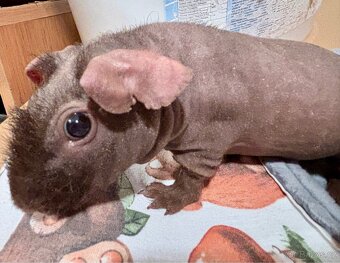 Skinny samečeks PP, mazlík - 4