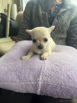 Štěňata Čivava křížená - 4