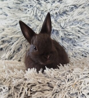 Zakrslý krátkouchý - 4