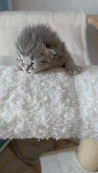Britská whiskas kočička s PP - 4