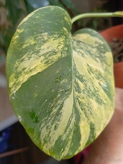 Monstera aurea - 4