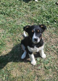 Štěňata JRT a Bernský salašnický - 4
