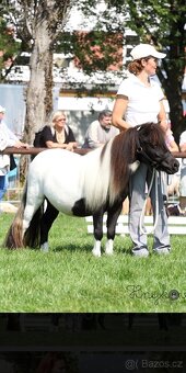 Shetland pony - 4