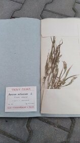 Herbář travin - 4