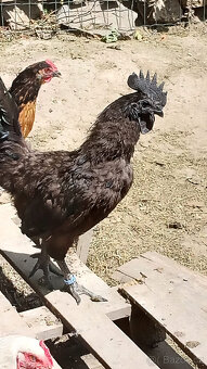 Kohout Ayam Cemani - 4