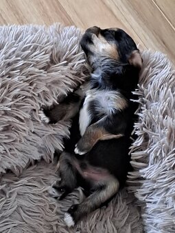 Yorkshire terrier bez PP - 4