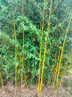 Žlutý bambus Phyllostachys - 4