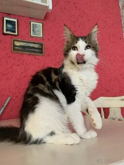 mainská mývalí kočka s PP - 5 měsíců - 4