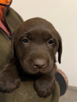 Labradorský retrívr - tmavě hnědá - 4