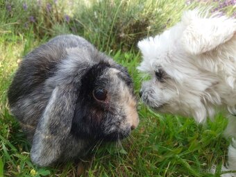 Zakrslá samička - 4