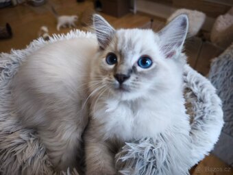 Ragdoll kocourek blue lynx s pp - 4