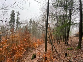 Lesní pozemek Jedlí - 4