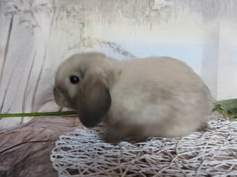 Minilop - zakrslý beránek - 4