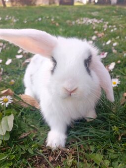 Zakrslý beránek - 4