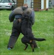 Rotvajler, rottweiler, RTW s PP – KE KRYTÍ - 4