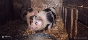Kune-Kune - 4
