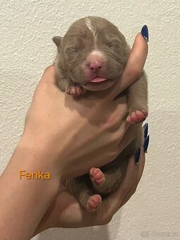 American Bully XL - štěňata - rezervace - 4