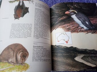 Tierwelt Australiens und der Antarktis - 4