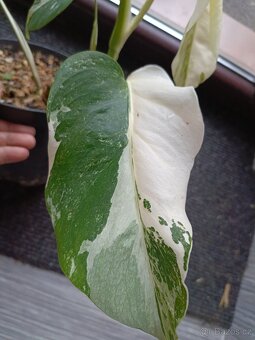 Monstera albo - 4