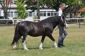 Prodáme valáška Welsh mountain pony - 4