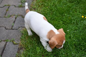 Štěňata Jack Russell terier, dvě fenky - 4