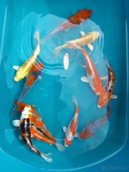 Koi kapr originál - 4
