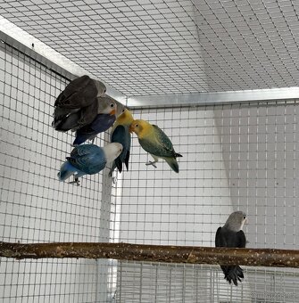 Agapornis Fischeri - 4