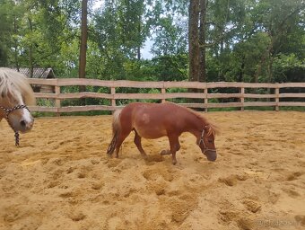 Hřebeček pony - 4