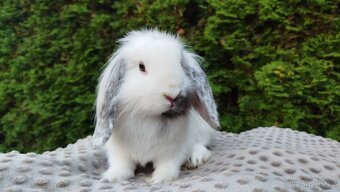 Zakrslý beránek, králíček, králík - MOLLY - 4