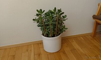 Tlustice (crassula ovata) - 4