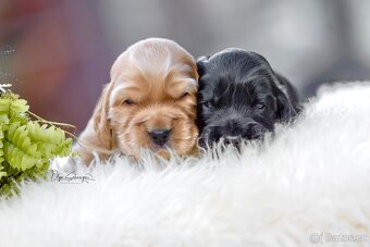 ANGLICKÝ KOKRŠPANĚL S PP - 4