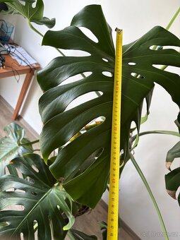 Monstera - 4