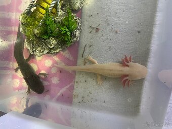 Axolotl - 4