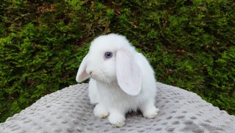 Zakrslý beránek, králíček, králík - TYMIÁN - 4