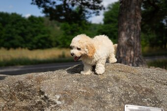 Maltipoo - 4