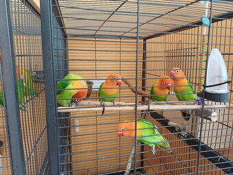 Prodám 2 papoušky Agapornis Fischeri Opalín - 4