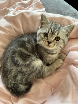 Nabídka britských koťátek Whiskas - 4