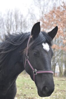 Mladá černá klisna - 4