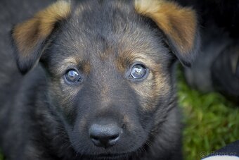 Německý ovčák s PP - 4