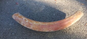 Blatník asi Jawa - 4