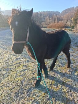 Černý hřebeček - 4