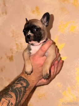 ❤️Francouzský buldoček❤️ - 4