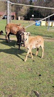 Ovce kamerunská - 4