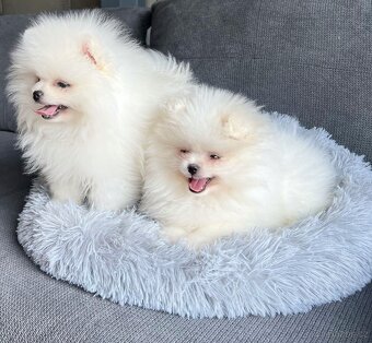 Pomeranian mini - 4
