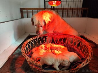 Nabídka štěňat labradorského retrievera - 4
